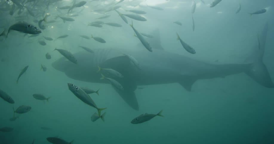 A shark swimming with a large school of fish
