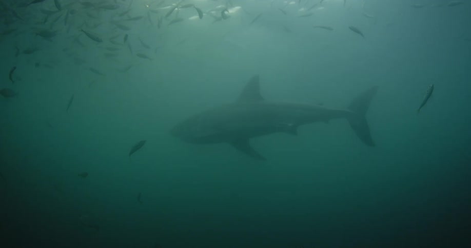 A shark and a school of fish swim in the ocean