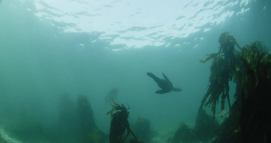 A seal swims in the ocean