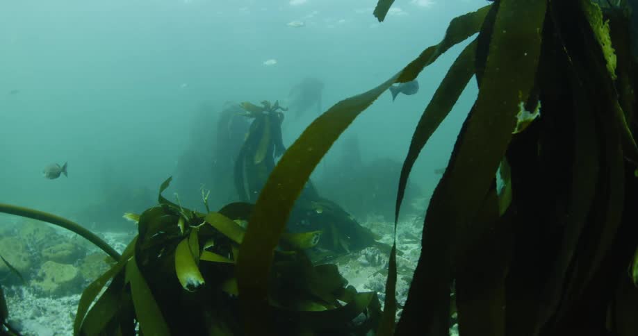 Fish are swimming near kelp on the bottom of the ocean