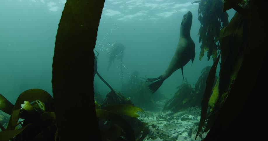 A seal swims at the bottom of the ocean