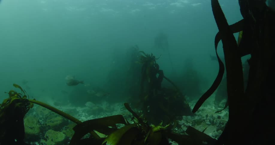 Seal and fish swimming near kelp on ocean floor