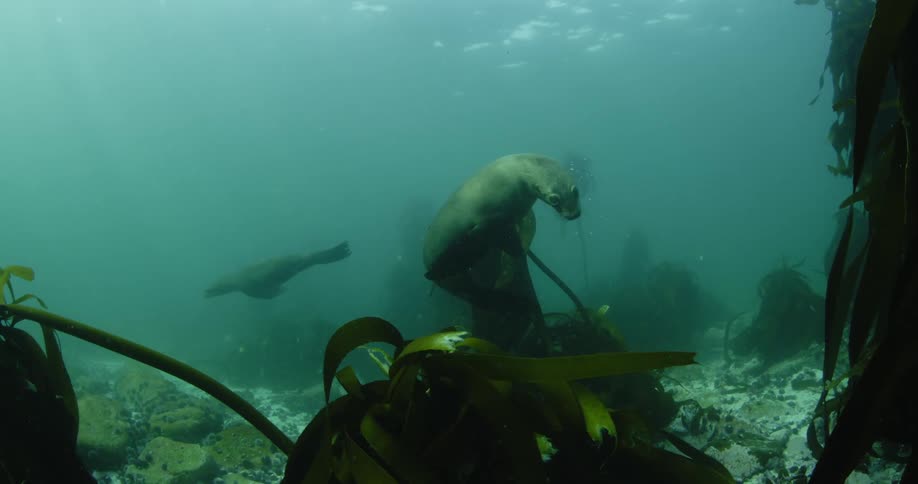 Sea lions swim and twirl near the ocean floor