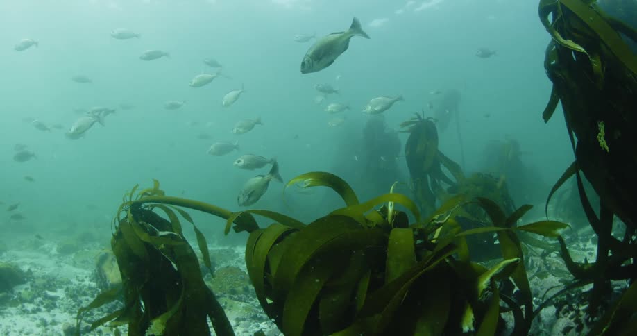 Many fish swim at the bottom of the ocean