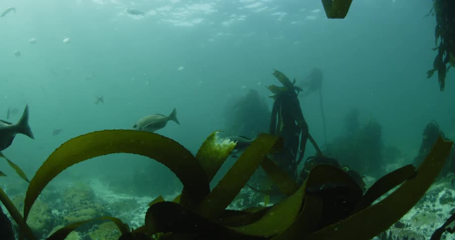 Fish swim at the bottom of the ocean