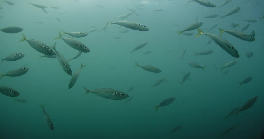 A large group of fish swimming around very slowly