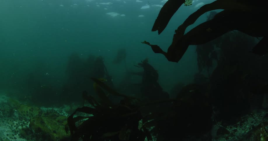 A video of the plant life on the ocean floor
