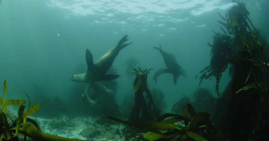 Seals swimming around kelp on ocean floor