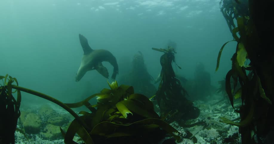 Two seals swim near the bottom of the ocean