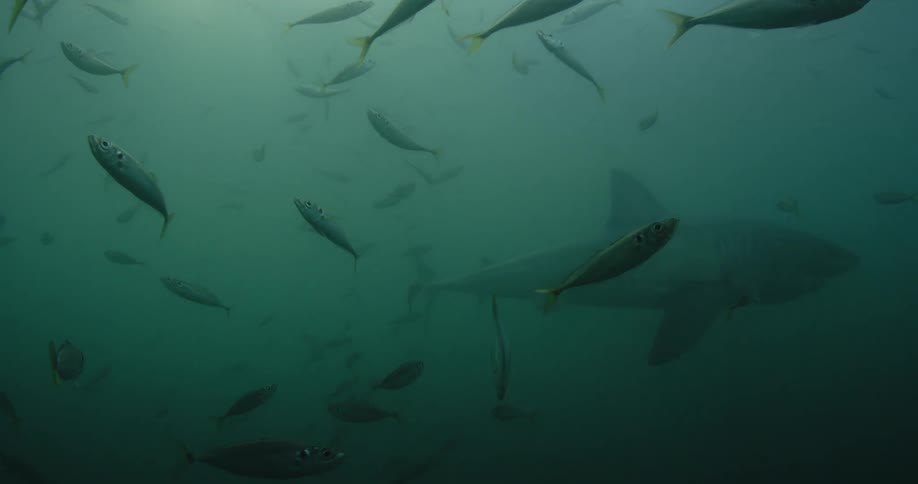 Shark and fish swimming in ocean water