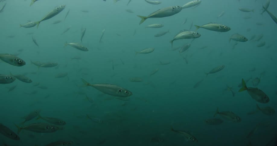 A school of fish is swimming in cloudy ocean waters