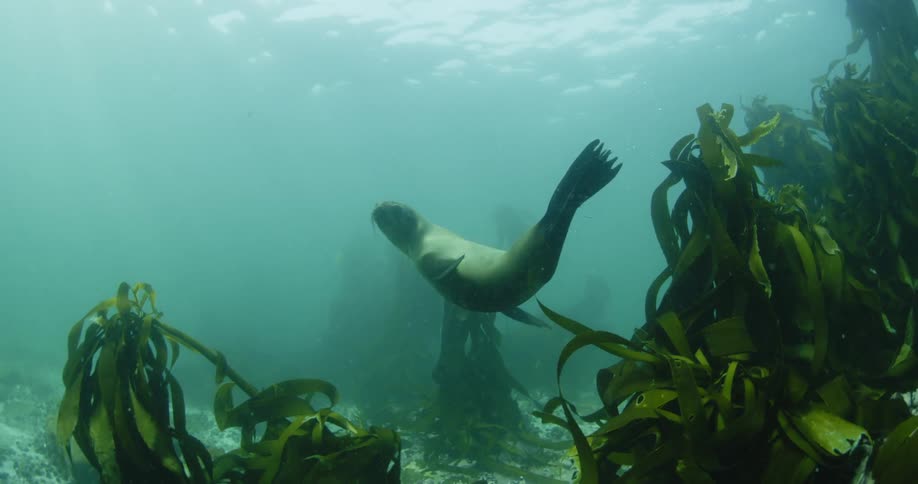 A sea lion swims near seaweed in the ocean