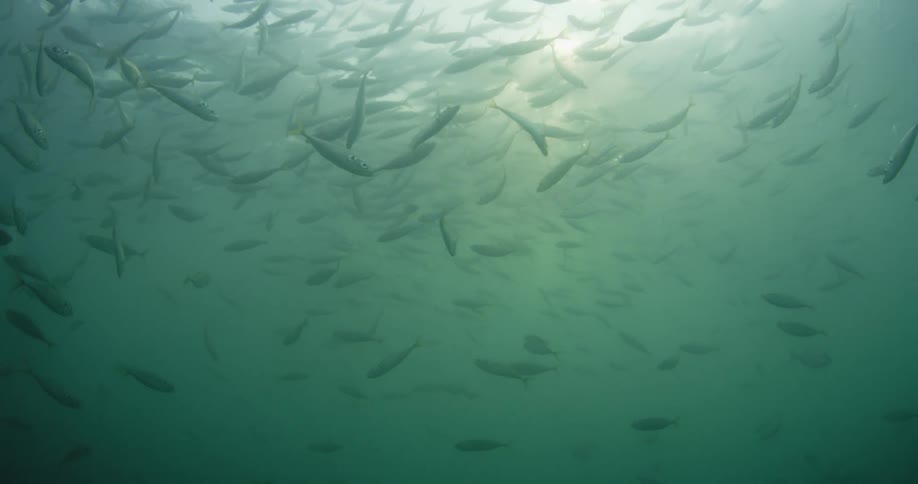 Fish slowly swimming as the sun shines through the surface