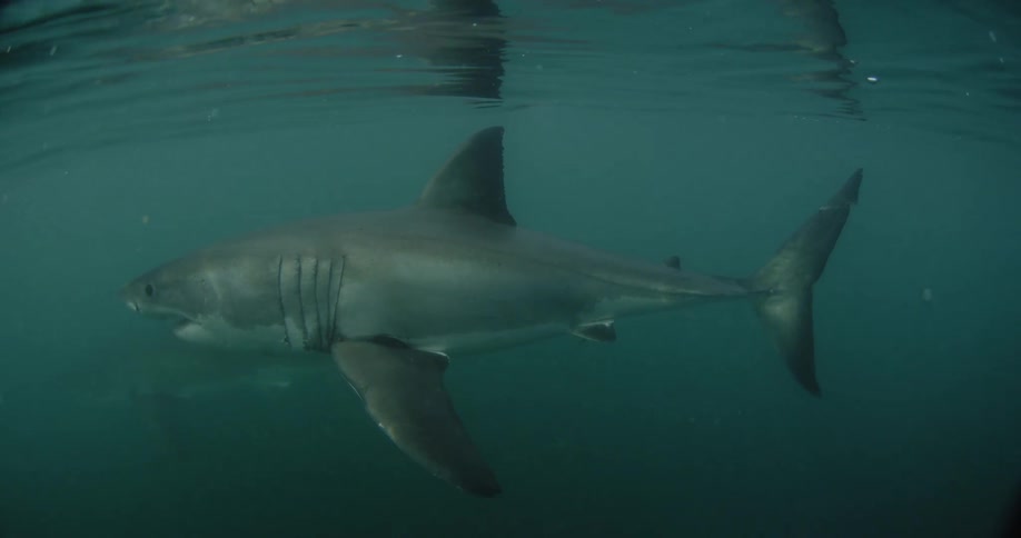 Shark swimming just below the surface of the water
