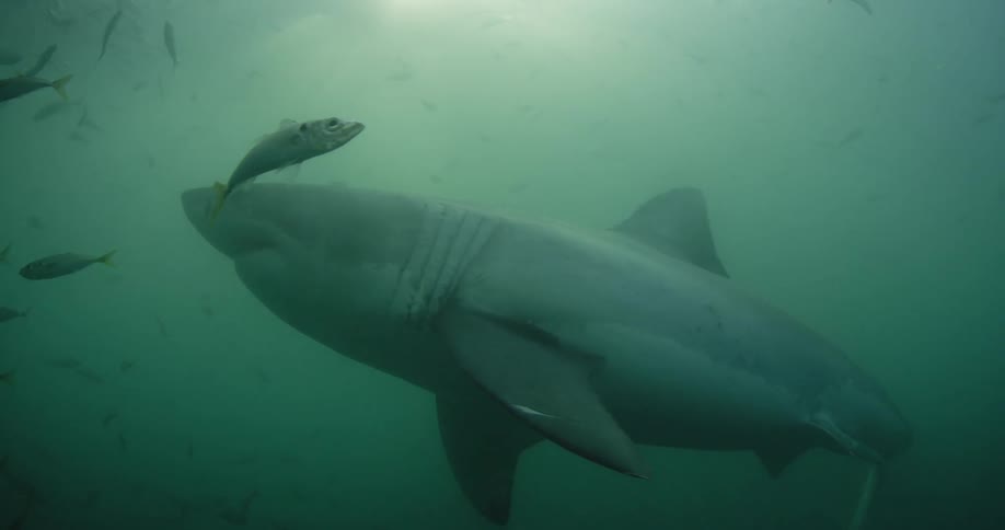 A school of fish are swimming around a shark