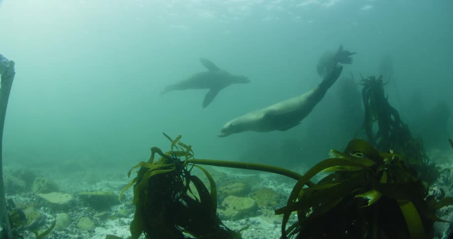 Seals swimming around kelp on ocean floor