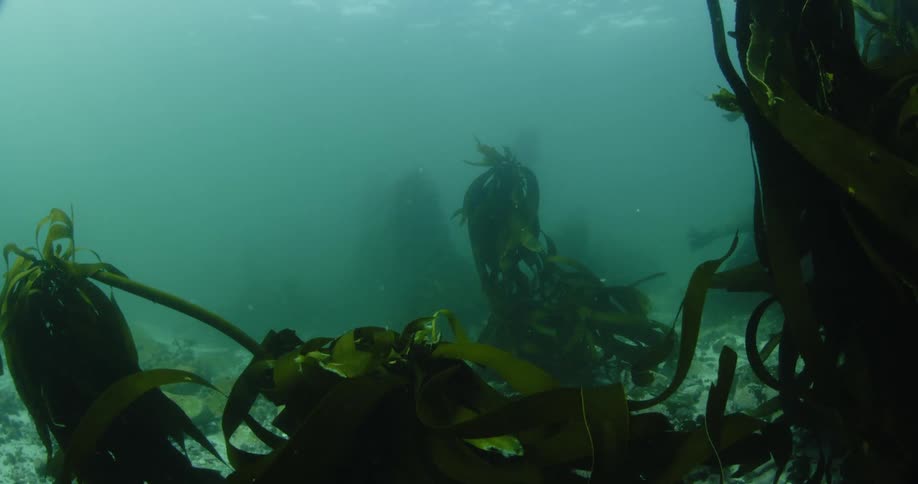 Kelp sways with the tide in the ocean