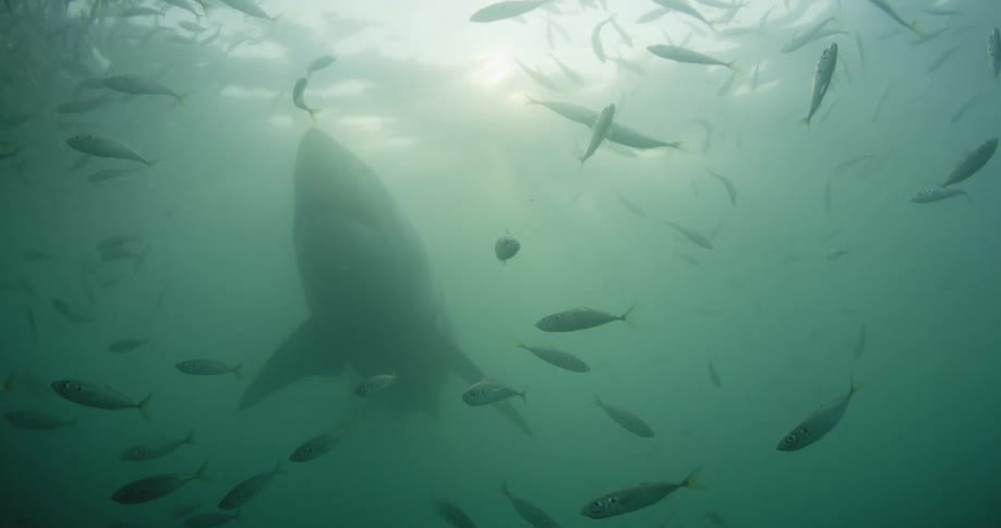 Shark and fish swimming in ocean water