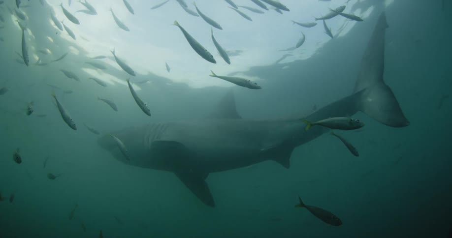 Fish swim near a shark in the ocean