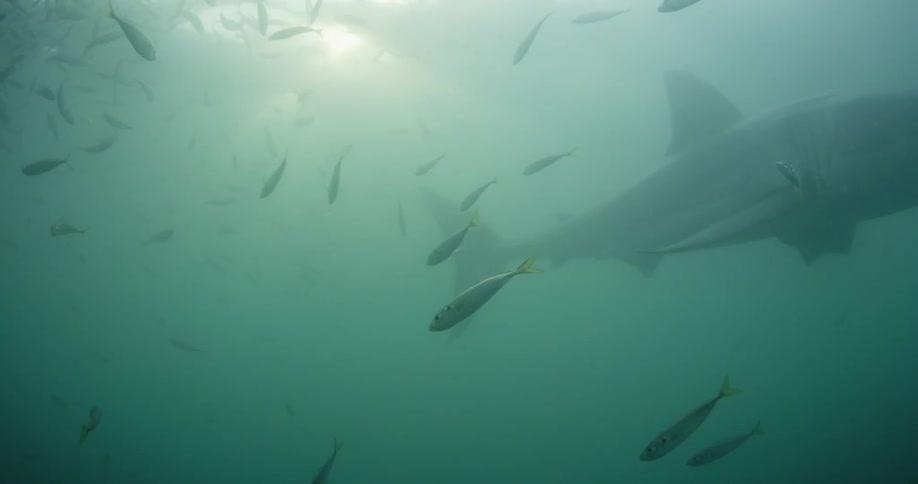A shark and fish swim in the ocean as sunlight streams through the surface