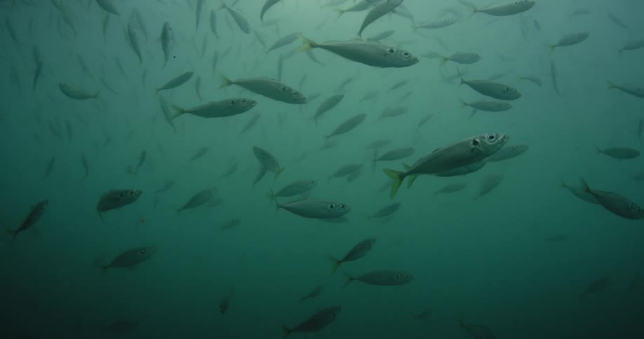 Fish swimming in dark ocean water