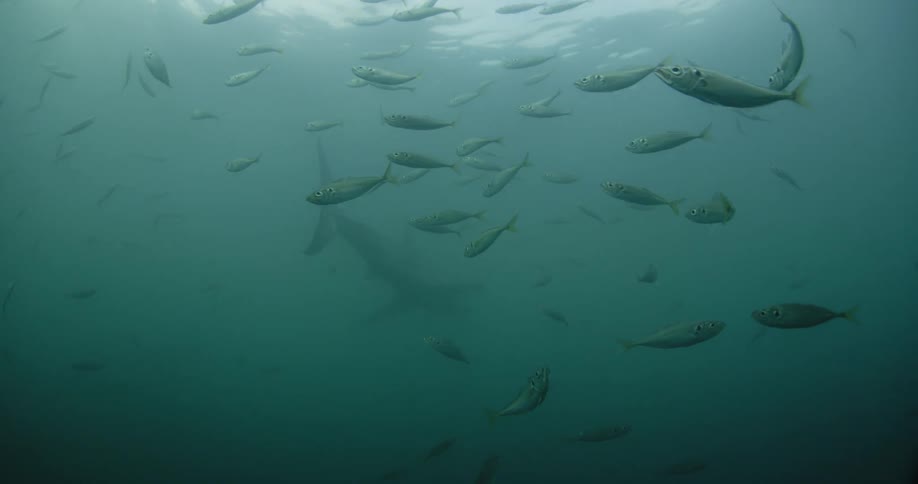 A shark swims through a school of fish in the ocean