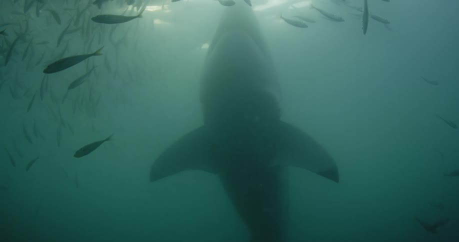 A shark swims through a school of fish in the ocean