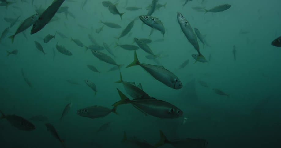 Fish swim in the murky ocean