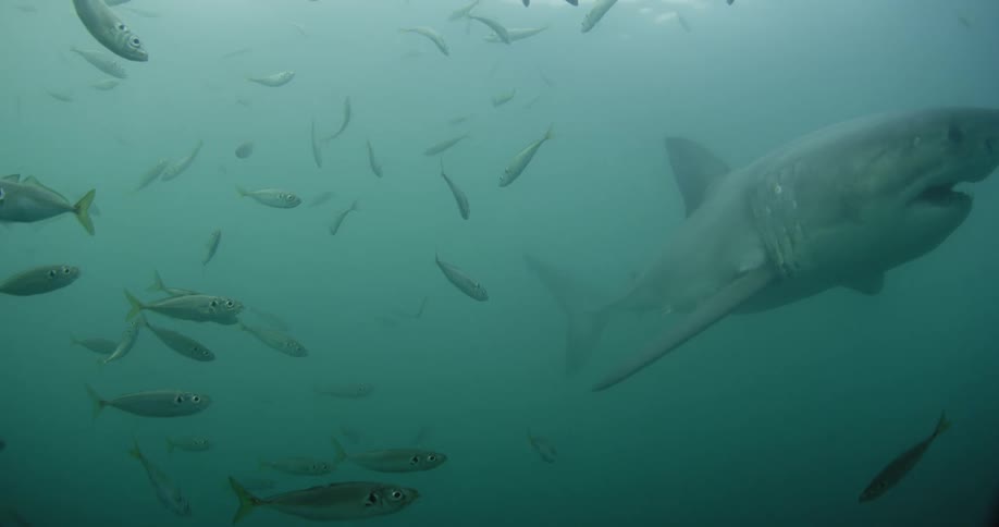 A school of fish swim around a shark in the ocean