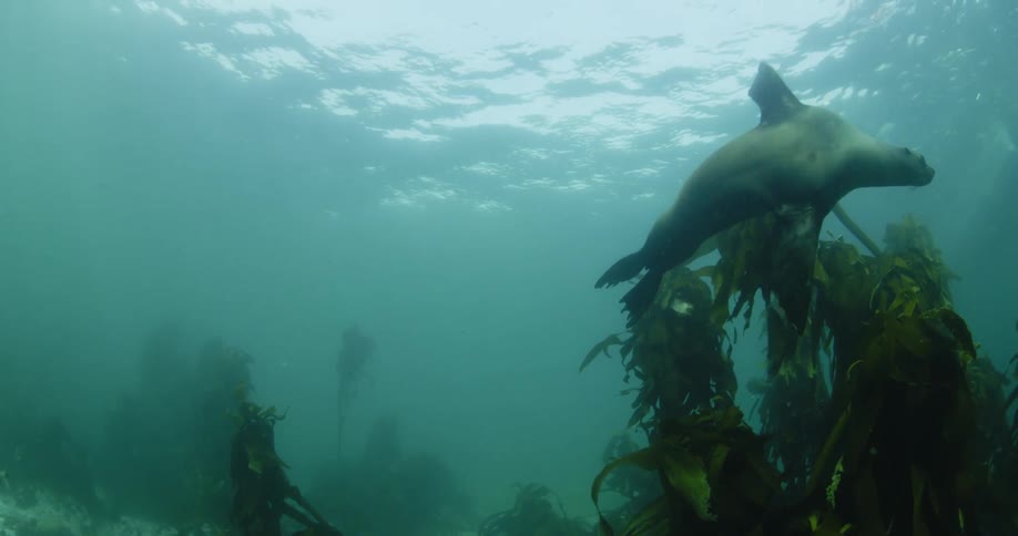 A seal swims underwater past some fish and seaweed