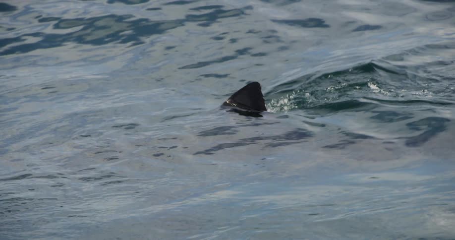 A shark fin is above the water and then disappears
