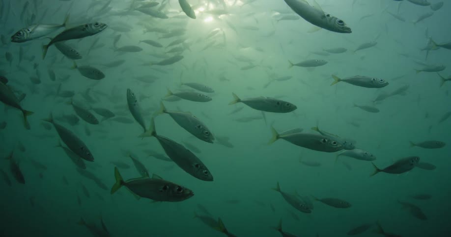 A large school of fish
