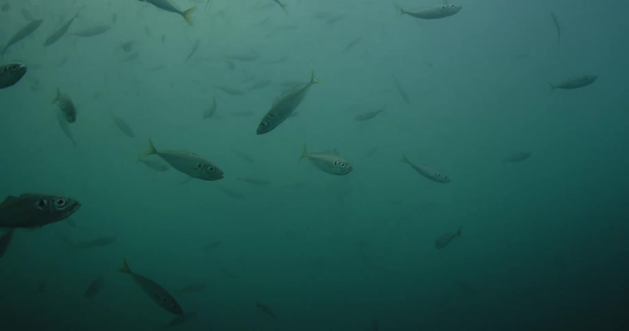 A group of fish fill this water