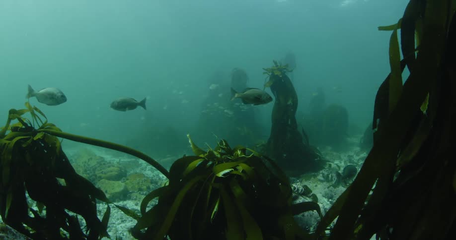 The surface under the water has fish and seaweed