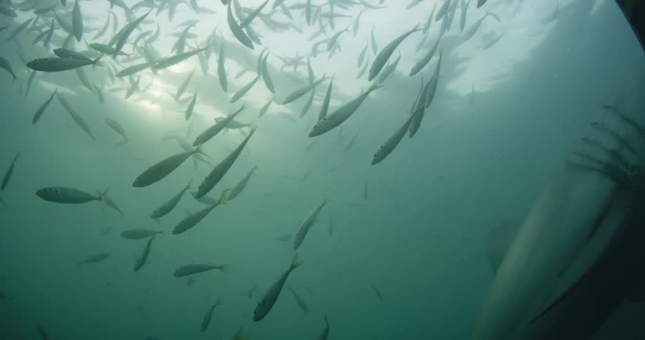 A school of fish being filmed from below