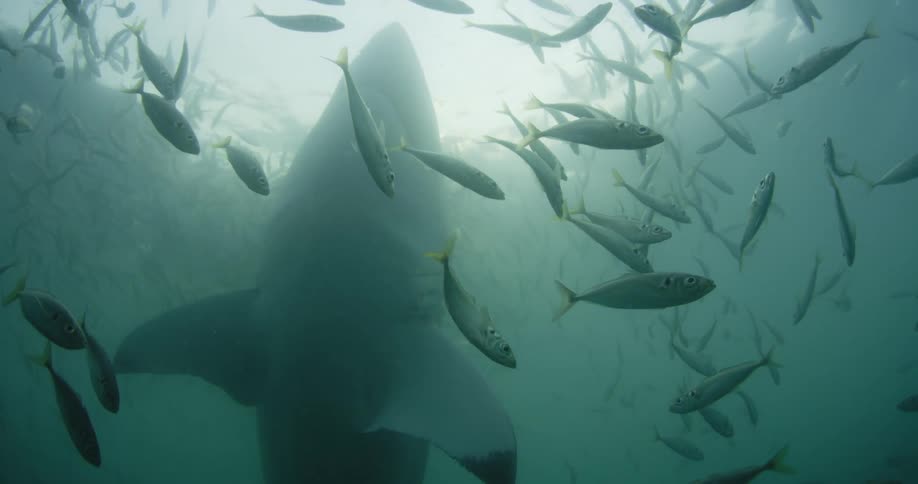 A shark swims through a school of fish in the ocean