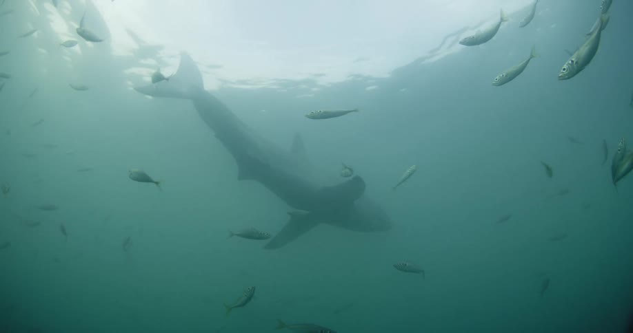 A large shark swims by the surface of the water surrounded by fish