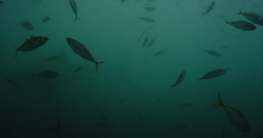 A school of fish in foggy water