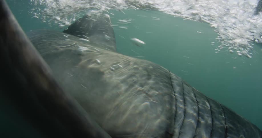 A shark swims straight ahead splashing above the water