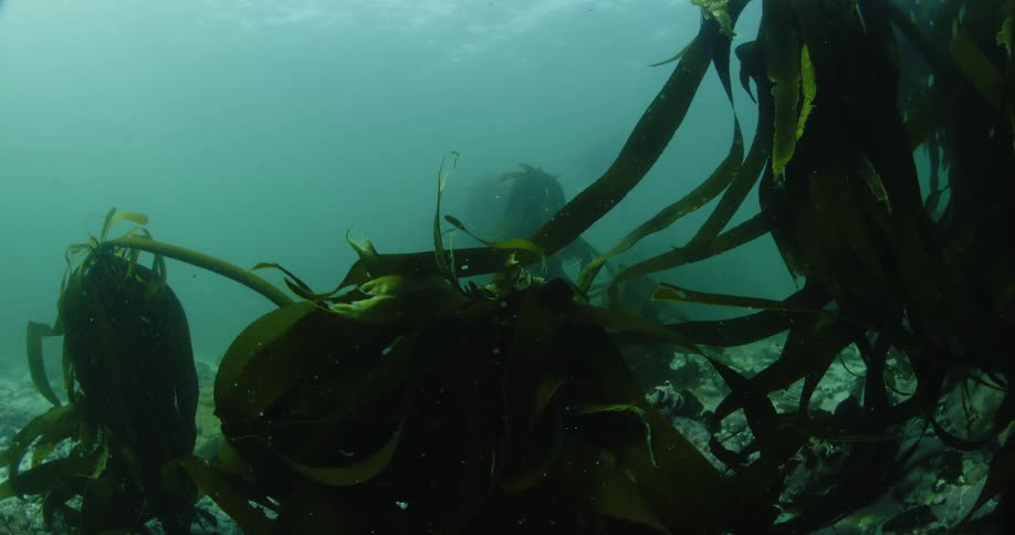 Leaves of underwater plants move in the current