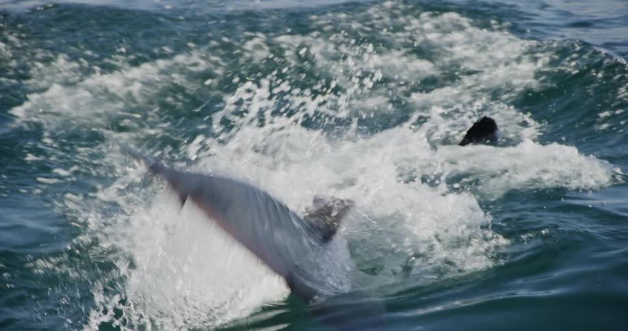 A shark breaks through the surface of the ocean