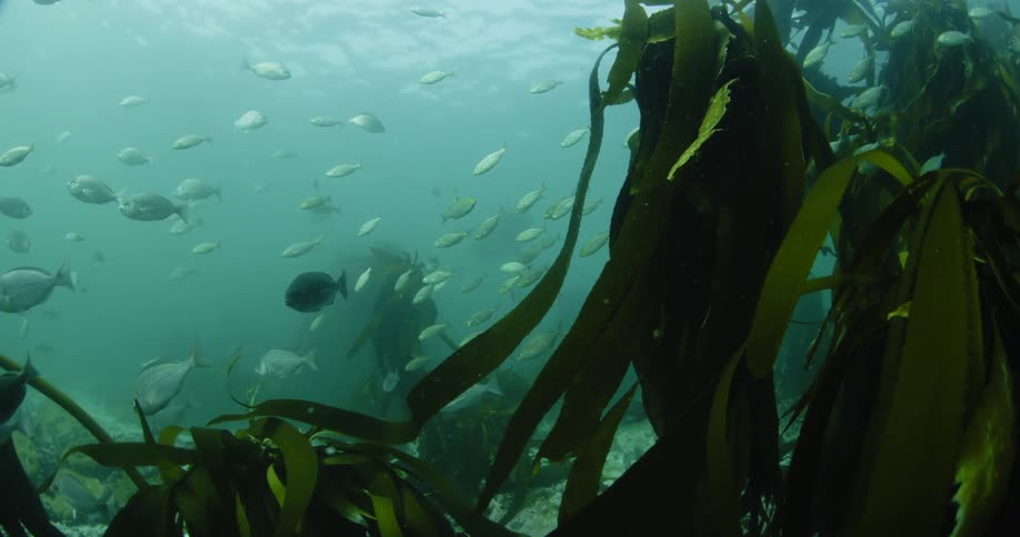 Fish swim near seaweed in the ocean