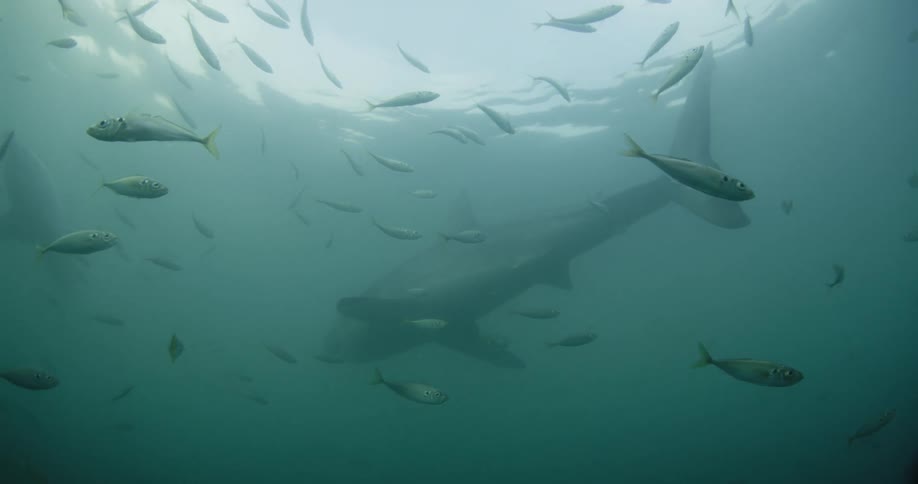 A shark and fish swim in the ocean