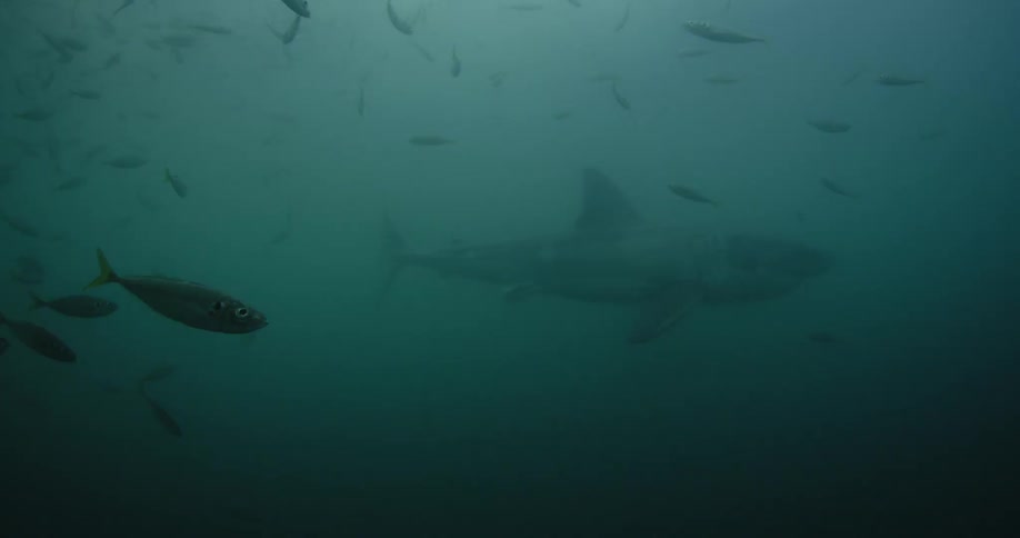 Shark and fish swimming in ocean water
