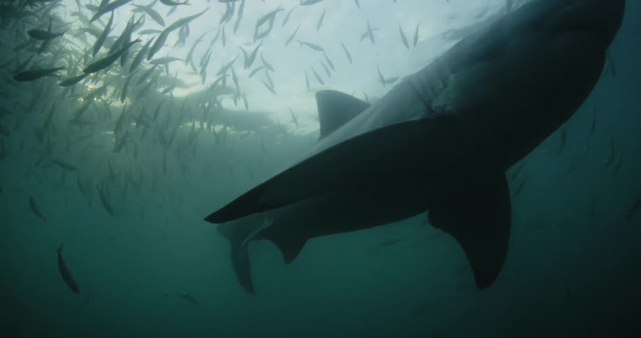 A shark swims through a school of fish