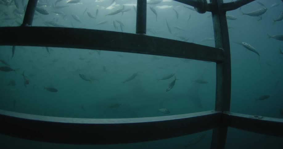 A school of fish swim near a cage in the ocean