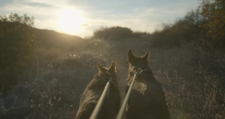 Sun sits just above hill on the horizon as dogs on leashes walk along path