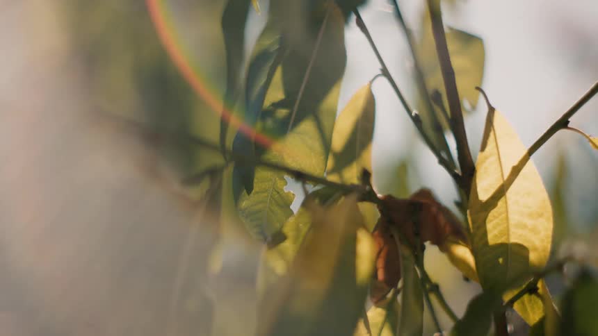 The sun is shining on the leaves