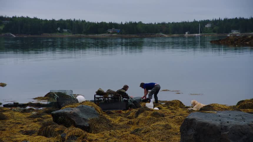People sort through things on shore across form woods as dog sits and watches