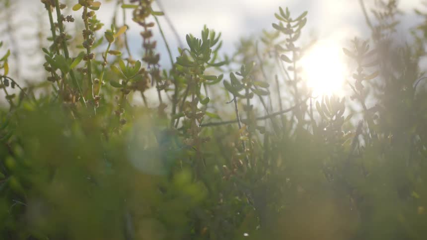 Plants move around with the wind on a sunny day
